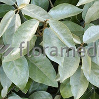 ELAEAGNUS